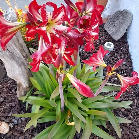 Pensjonat Casa Chanel Figueira da Foz