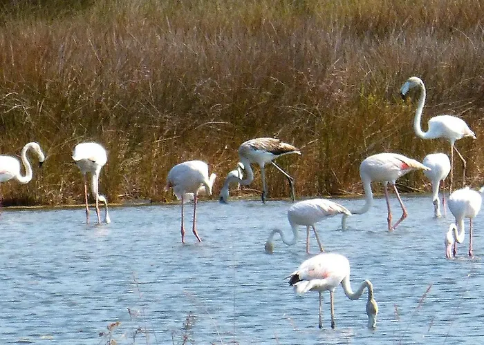Casa Chanel Affittacamere Figueira da Foz