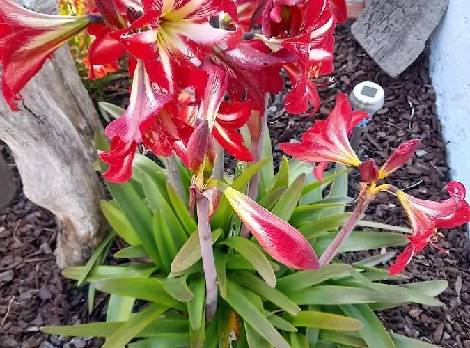 Maison d'hôtes Casa Chanel Figueira da Foz